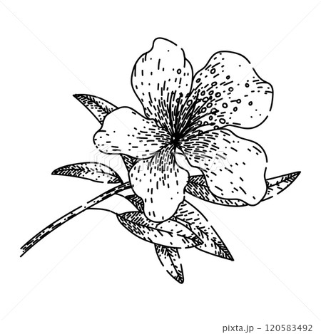flower azalea sketch hand drawn vector flower azalea sketch hand drawn vector 120583492