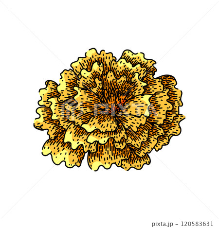 garden marigold sketch hand drawn vector garden marigold sketch hand drawn vector 120583631