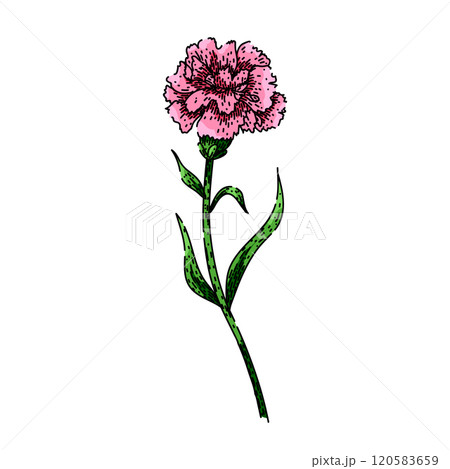 fragrance carnation sketch hand drawn vector 120583659
