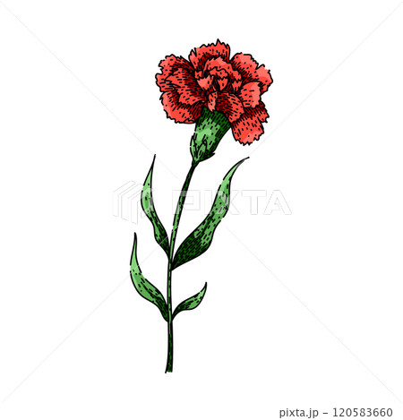 petals carnation sketch hand drawn vector petals carnation sketch hand drawn vector 120583660