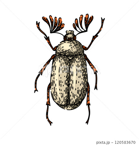 carapace beetle sketch hand drawn vector carapace beetle sketch hand drawn vector 120583670