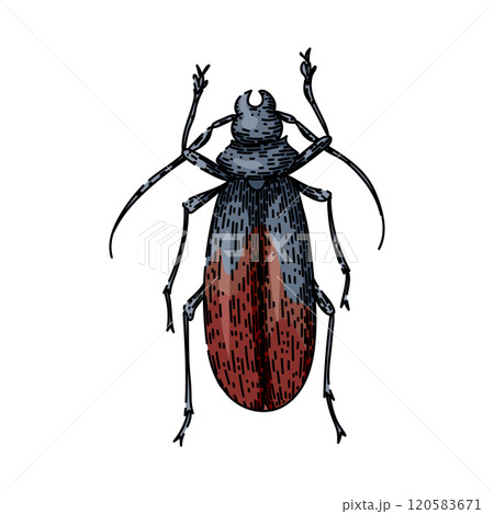 scarab beetle sketch hand drawn vector scarab beetle sketch hand drawn vector 120583671