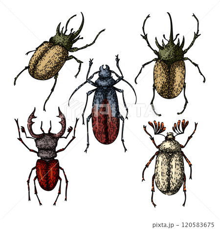 beetle set sketch hand drawn vector 120583675