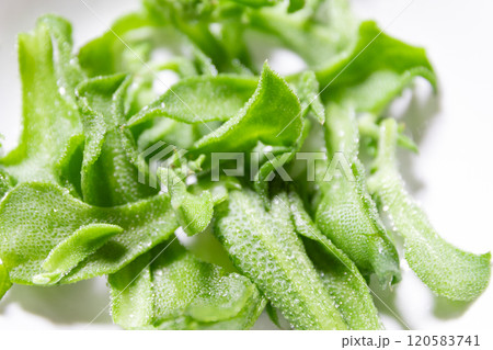 アイスプランツのサラダ　(写真素材) 120583741