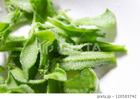 アイスプランツのサラダ (写真素材) アイスプランツのサラダ (写真素材) 120583742