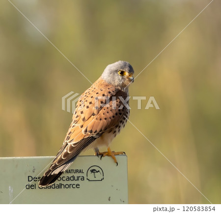 Kestrel (Falco tinnunculus) at nature reserve Guadalhorce, near Malaga in Andalusia, Spain. Kestrel (Falco tinnunculus) at nature reserve Guadalhorce, near Malaga in Andalusia, Spain. 120583854