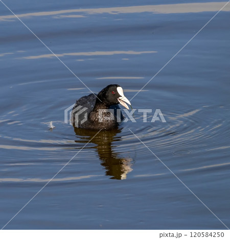 Coot (Fulica atra) swimming in the pond Laguna Escondida at Guadalhorce nature reserve outside Malaga, Andalusia, Spain. Coot (Fulica atra) swimming in the pond Laguna Escondida at Guadalhorce nature reserve outside Malaga, Andalusia, Spain. 120584250