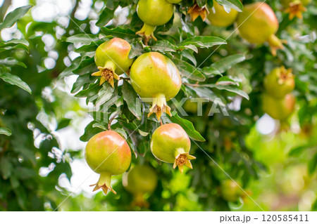 Pomegranate fruit on tree branch in the garden Pomegranate fruit on tree branch in the garden 120585411