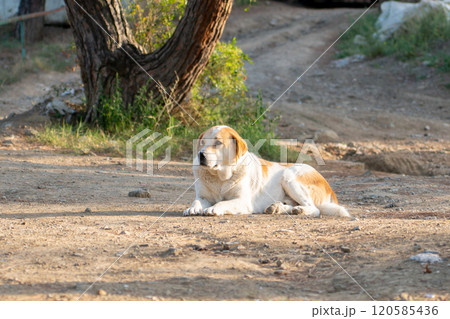White street dog lying on the ground and looking around 120585436