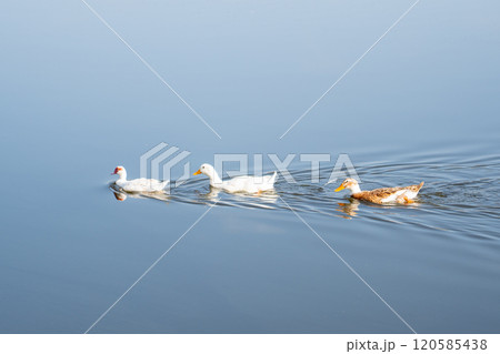 Three white duck swimming in pond. Animals 120585438