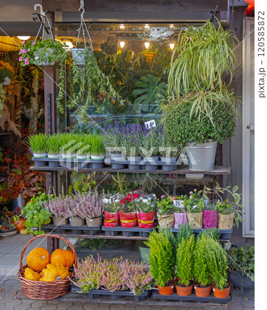 Florist Shop Seasonal Plants Florist Shop Seasonal Plants 120585872