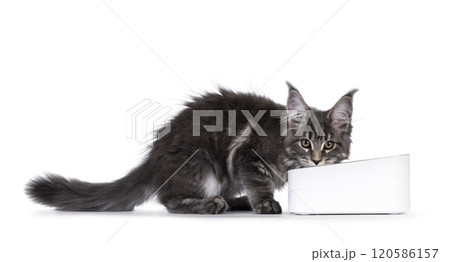 Cat with food bowl on white background 120586157