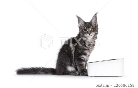 Cat with food bowl on white background 120586159