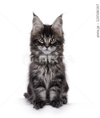 Maine Coon cat kitten on white background Maine Coon cat kitten on white background 120586167