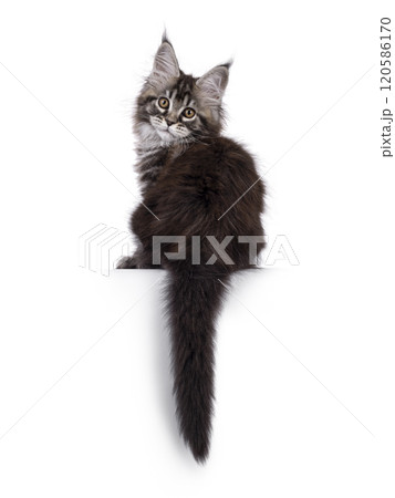 Maine Coon cat kitten on white background Maine Coon cat kitten on white background 120586170