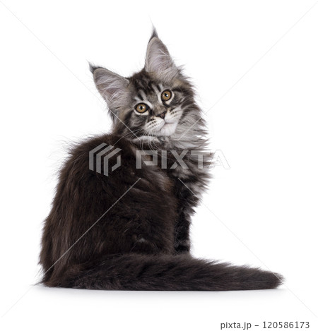 Maine Coon cat kitten on white background Maine Coon cat kitten on white background 120586173