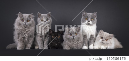 British Long and Shorthair cat kittens on black background 120586176