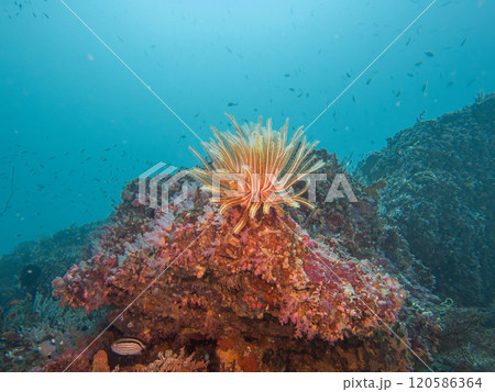 A bushy feather star, Comaster schlegelii, in a coral reef in the Philippines. Blue water background A bushy feather star, Comaster schlegelii, in a coral reef in the Philippines. Blue water background 120586364