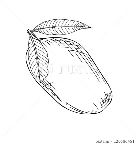 Monochrome juicy mango fruit with leaves vector isolated illustration painted by black inks. Summer tropical vegan food hand drawn sketch engraving illustration. Plant element for poster, label. 120586451