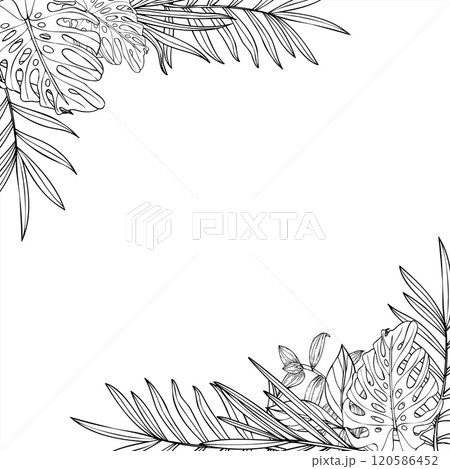 Vector monochrome tropical leaves vector square frame with empty space for text. Areca, Cycas, tradescantia, monstera house plant line art black ink sketch. Floral illustration for invitation. 120586452