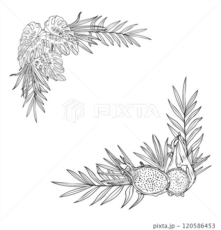 Vector monochrome tropical fruits and leaves vector square border with empty space for text. pitaya slices and monstera , palm leaves line art black ink sketch. Floral illustration for invitation. 120586453