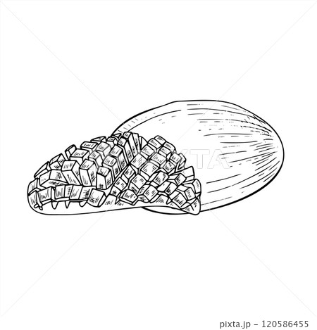 Mango fruit and half with cubes vector illustration painted by black inks. Aromatic juicy fruit monochrome hand drawn flat. Floral composition for healthy dessert or beverage decor, coloring book. 120586455