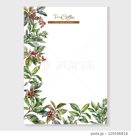 Green tea branch and Coffee tree branch with leaves and berries Green tea branch and Coffee tree branch with leaves and berries 120586918
