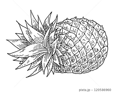 Whole fresh pineapple. Vintage black monochrome engrave. Isolated on white 120586960