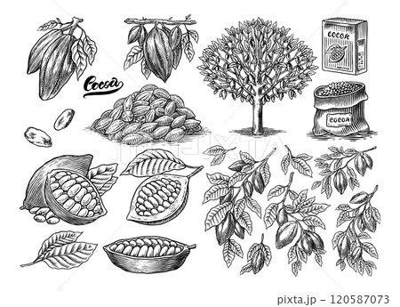 Cocoa Beans and Chocolate for t-shirts, typography, shop or signboards. Hand Drawn engraved sketch 120587073