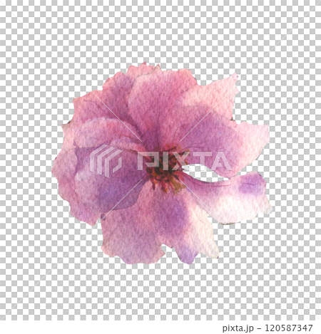 Blossom Sakura flower. Watercolor spring flower hand drawn illustration. Painted botanical floral elements. Isolated on white background. For wedding invitations, greeting cards. 120587347
