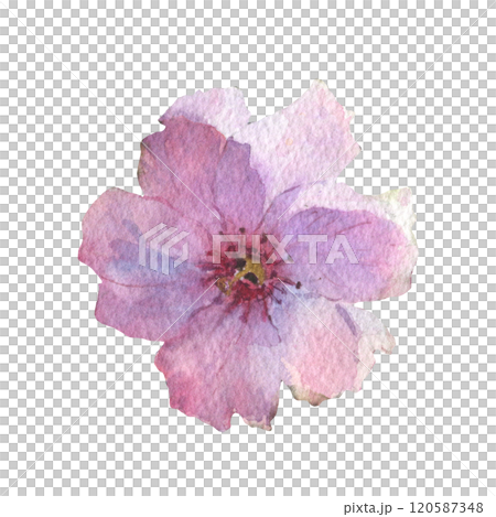 Blossom Sakura flower. Watercolor spring flower hand drawn illustration. Painted botanical floral elements. Isolated on white background. For wedding invitations, greeting cards. Blossom Sakura flower. Watercolor spring flower hand drawn illustration. Painted botanical floral elements. Isolated on white background. For wedding invitations, greeting cards. 120587348