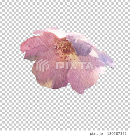 Blossom Sakura flower. Watercolor spring flower hand drawn illustration. Painted botanical floral elements. Isolated on white background. For wedding invitations, greeting cards. Blossom Sakura flower. Watercolor spring flower hand drawn illustration. Painted botanical floral elements. Isolated on white background. For wedding invitations, greeting cards. 120587351