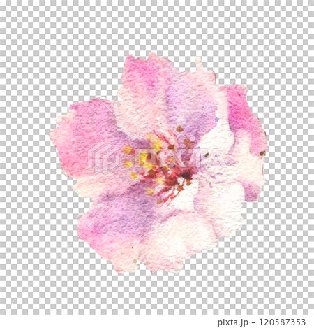 Blossom Sakura flower. Watercolor spring flower hand drawn illustration. Painted botanical floral elements. Isolated on white background. For wedding invitations, greeting cards. Blossom Sakura flower. Watercolor spring flower hand drawn illustration. Painted botanical floral elements. Isolated on white background. For wedding invitations, greeting cards. 120587353