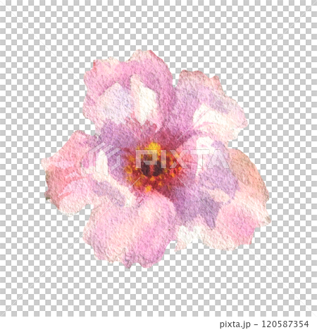 Blossom Sakura flower. Watercolor spring flower hand drawn illustration. Painted botanical floral elements. Isolated on white background. For wedding invitations, greeting cards. Blossom Sakura flower. Watercolor spring flower hand drawn illustration. Painted botanical floral elements. Isolated on white background. For wedding invitations, greeting cards. 120587354