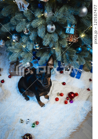 Portrait of cute miniature pinscher dog sitting near Christmas tree, close up Portrait of cute miniature pinscher dog sitting near Christmas tree, close up 120587477