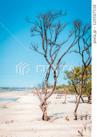 Fort DeSoto beach Fort DeSoto beach 120587538