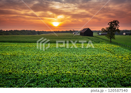 Tobacco farm in Kentucky 120587540