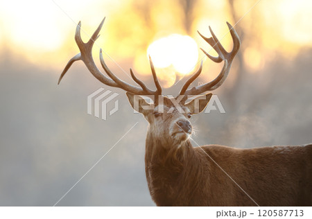 Portrait of a red deer stag at sunrise in winter Portrait of a red deer stag at sunrise in winter 120587713