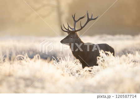 Red deer stag standing in frosty meadow in winter 120587714