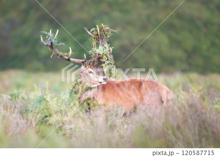 Portrait of a red deer stag with ferns on antlers during the rut in autumn 120587715
