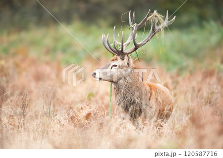 Portrait of a red deer stag standing in bracken during the rut in autumn 120587716