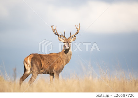 Young red deer stag standing in grass and showing his tongue 120587720