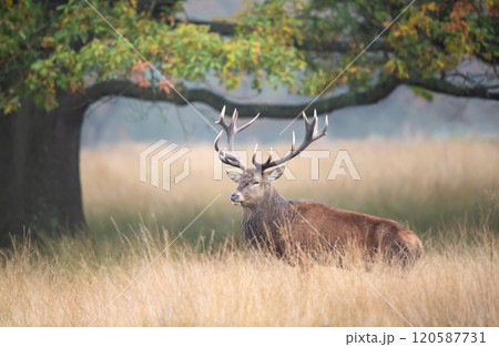 Red deer stag standing in grass during the rut in autumn 120587731