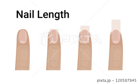 Short, middle and long nails length vector illustration design. 120587845