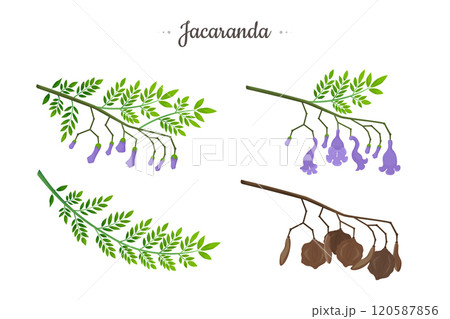 Jacaranda Mimosifolia tree. Flowers, buds, seeds and branch with leaves set. Jacaranda Mimosifolia tree. Flowers, buds, seeds and branch with leaves set. 120587856