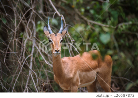 Kruger National Park, South Africa 120587872
