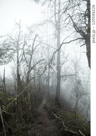 Mystical atmosphere in a destroyed forest on a volcano after an ash eruption. The dead jungle with bare tree trunks and palm trees on the mountain is covered with clouds or fog. 120588226