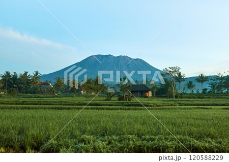 Panorama of Mount Agung and rice fields on the island of Bali. View of the mountain against a background of palm trees and a cornfield. Panorama of Agung volcano covered with clouds on a sunny day. Panorama of Mount Agung and rice fields on the island of Bali. View of the mountain against a background of palm trees and a cornfield. Panorama of Agung volcano covered with clouds on a sunny day. 120588229