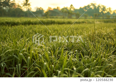 New juicy green rice terraces are covered with morning dew on the popular island of Bali. New juicy green rice terraces are covered with morning dew on the popular island of Bali. 120588230