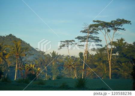 Silhouette of palm and tropical trees against the sunset. 120588236
